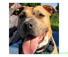 In regalo CANE PIT BULL