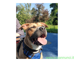 In regalo CANE PIT BULL