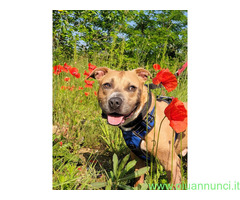 In regalo CANE PIT BULL