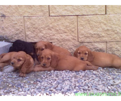 Cocker Spaniel cuccioli