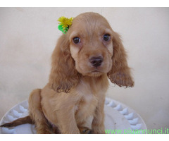 Cocker Spaniel cuccioli