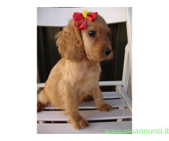 Cocker Spaniel cuccioli