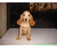 Cocker Spaniel cuccioli