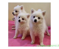 Spitz/Volpino toy
