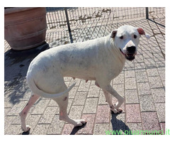 In regalo CANE DOGO ARGENTINO