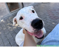 In regalo CANE DOGO ARGENTINO