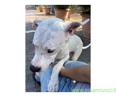 In regalo CANE DOGO ARGENTINO