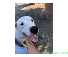 In regalo CANE DOGO ARGENTINO