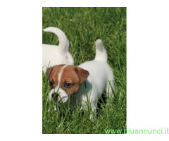Jack Russell cuccioli