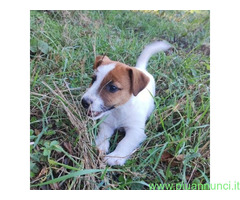 Jack Russell cuccioli