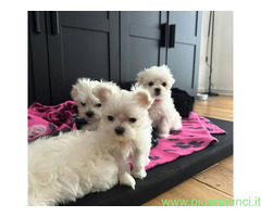 In regalo Cuccioli maltesi