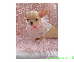 Cuccioli Chihuahua Pedigree Enci