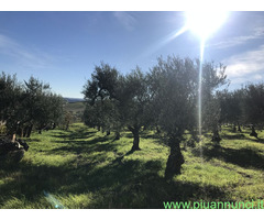 Olio extravergine d'oliva