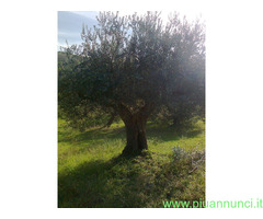 ULIVI ULTRASECOLARI