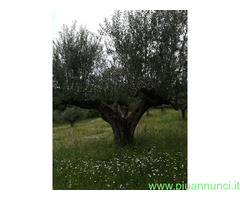 ULIVI ULTRASECOLARI