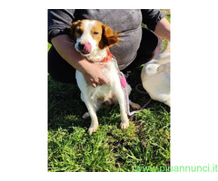 In regalo JIMMY simil Breton il cane per