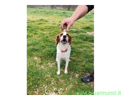 In regalo JIMMY simil Breton il cane per