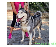 In regalo CANE METICCIO