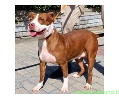 In regalo CANE METICCIO