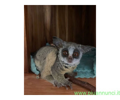 Disponibile un cespuglio di ga