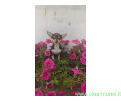 Chihuahua toy femminuccia