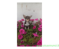 Chihuahua toy femminuccia