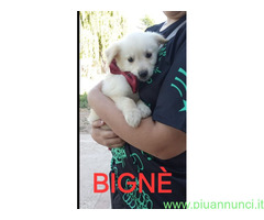 In regalo BABÀ e BIGNÈ taglia piccola