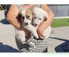 In regalo CORA e CAROLINA 2 mesi e mezzo