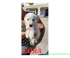 In regalo CORA e CAROLINA 2 mesi e mezzo