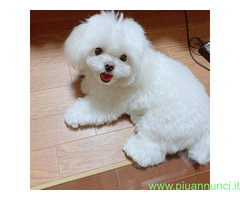 In regalo cuccioli di maltese disponibil