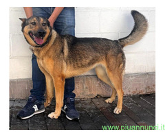 In regalo CANE METICCIO