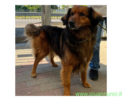In regalo CANE METICCIO