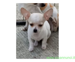 Chihuahua 4 mesi solo 1kg