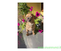 CuccioliChihuahua PedigreeENCI