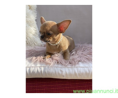 CuccioliChihuahua PedigreeENCI