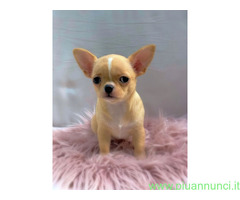CuccioliChihuahua PedigreeENCI