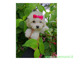 Maltipoo da borsetta