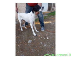 Pointer maschio 7 mesi - 1