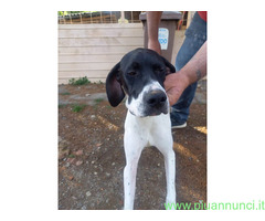 Pointer maschio 7 mesi - 2