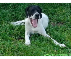 Pointer maschio 7 mesi - 3