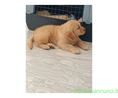 Cuccioli di Golden Retriever