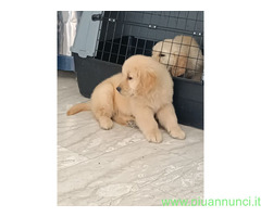 Cuccioli di Golden Retriever