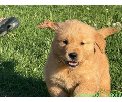 Cuccioli di Golden Retriever