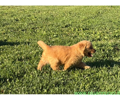 Cuccioli di Golden Retriever