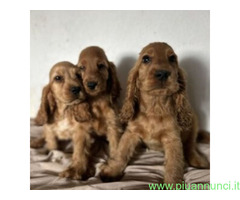 Cocker Spaniel cuccioli