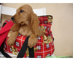 Cocker Spaniel cuccioli