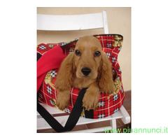Cocker Spaniel cuccioli