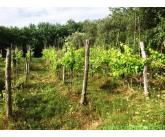 Terreno agricolo in zona Montecalvoli ( PI )