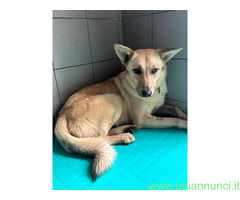 In regalo CANE METICCIO