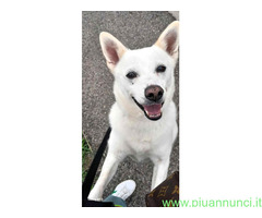 In regalo CANE METICCIO